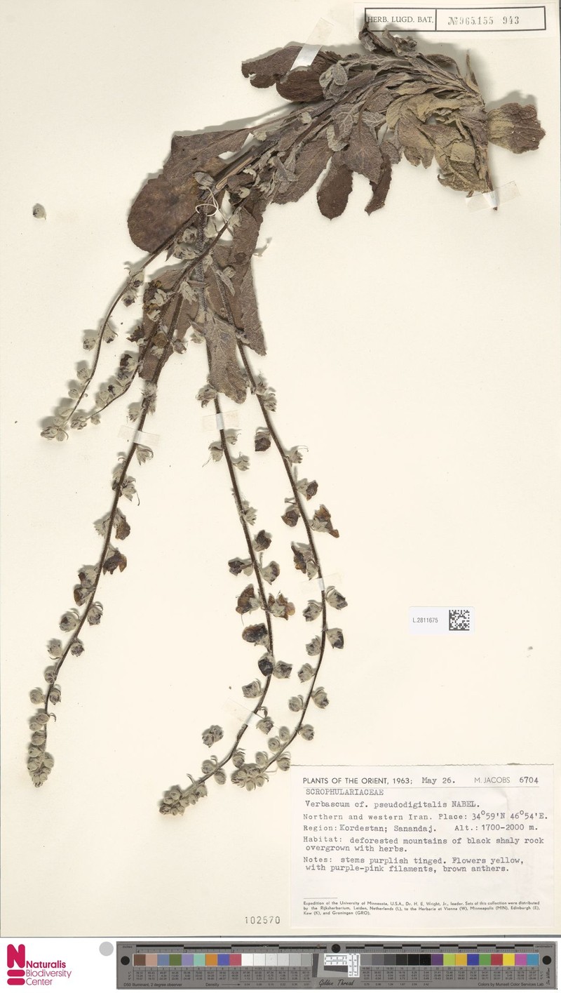 Verbascum pseudodigitalis var. phoenicandrum