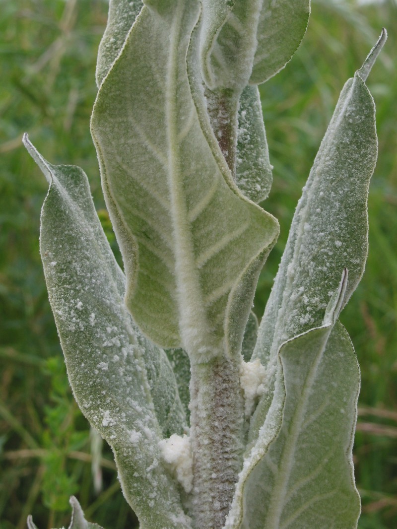 Broad-Leaf Mullein photo 5