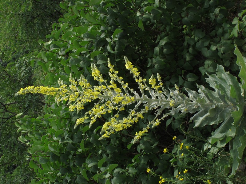 Broad-Leaf Mullein