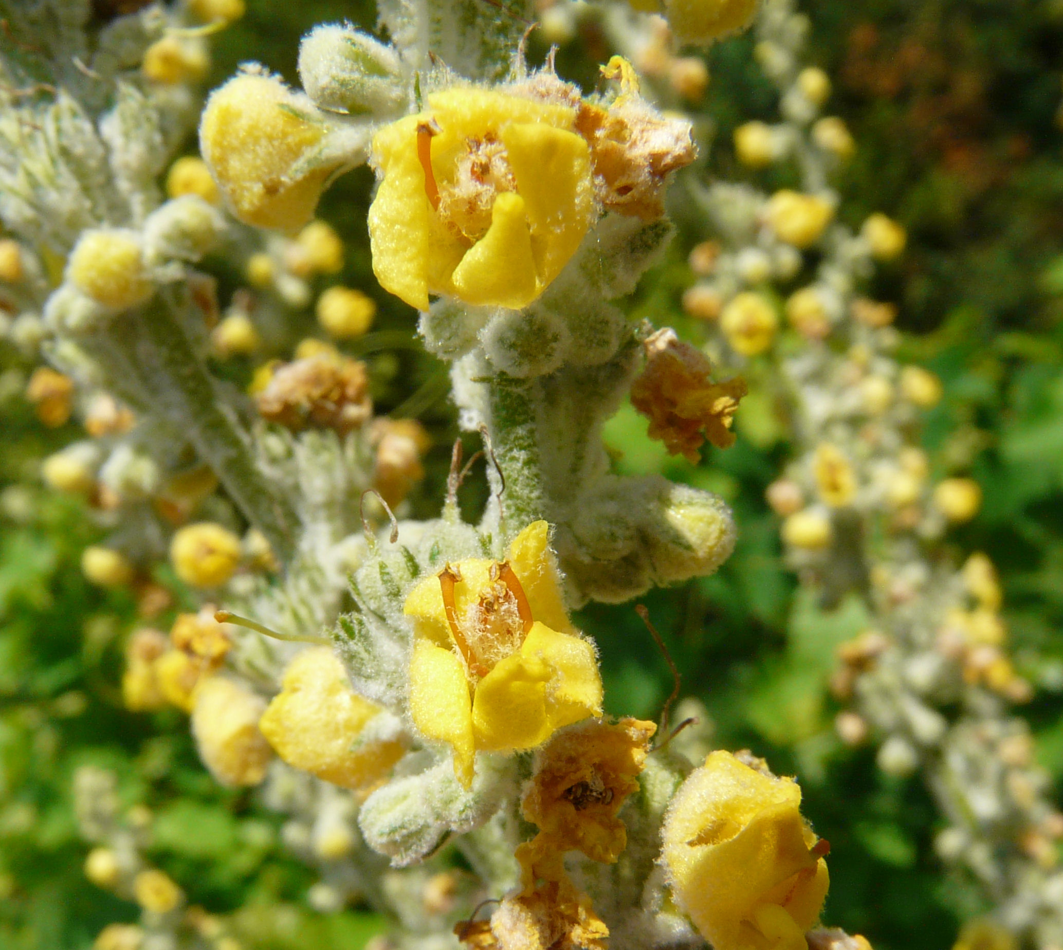 Broad-Leaf Mullein photo 6