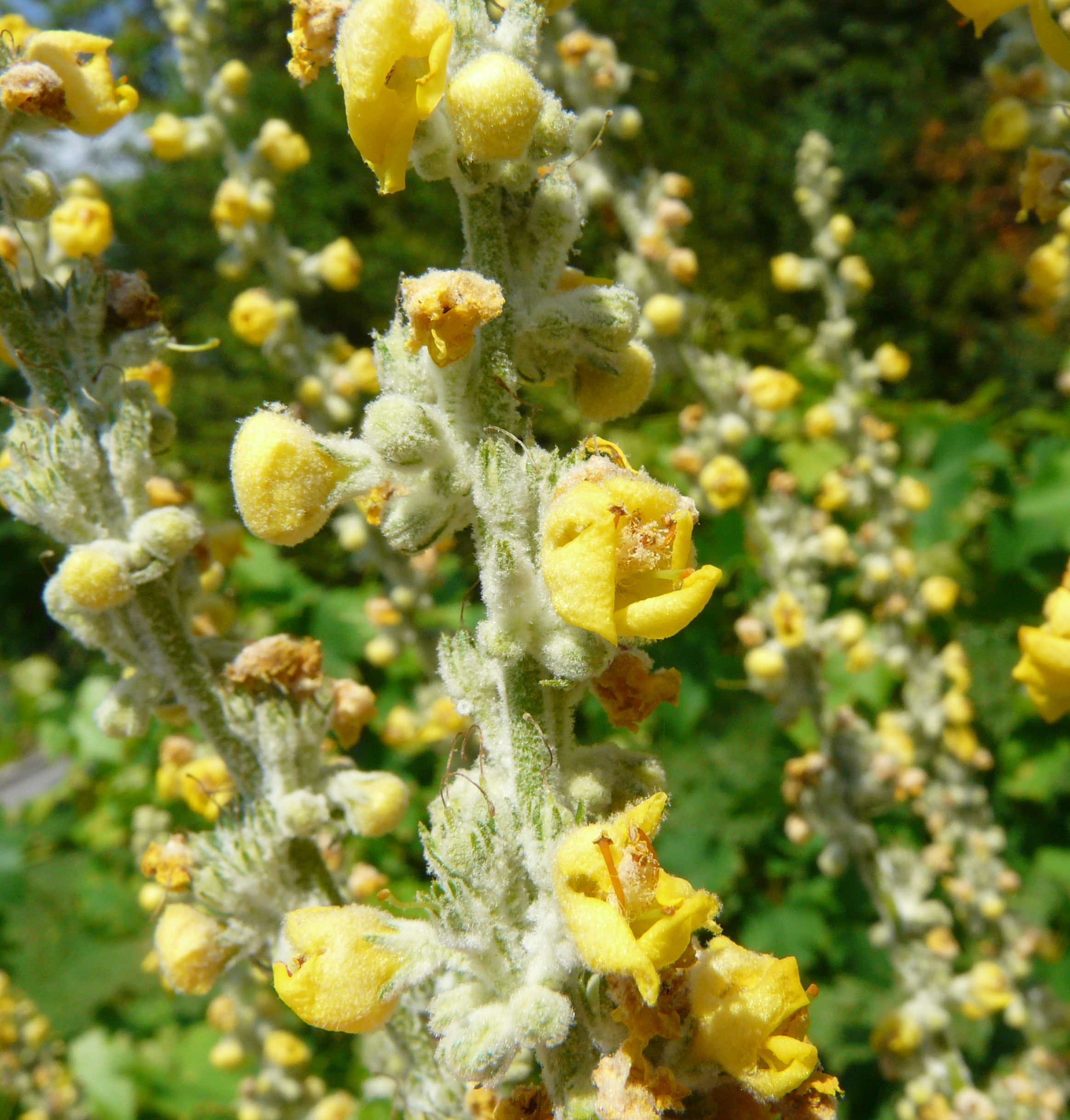 Broad-Leaf Mullein photo 7
