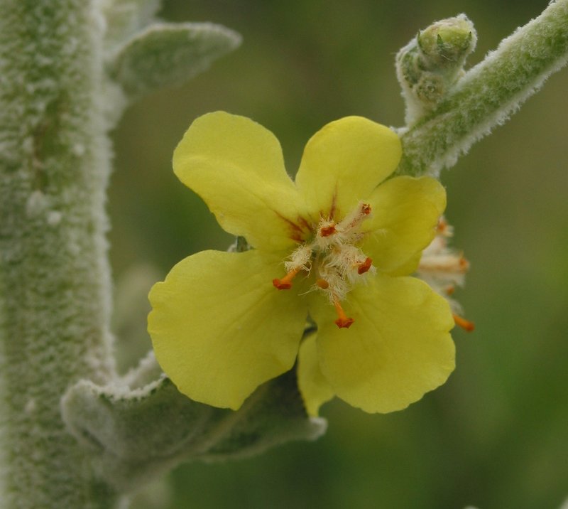 Broad-Leaf Mullein photo 8
