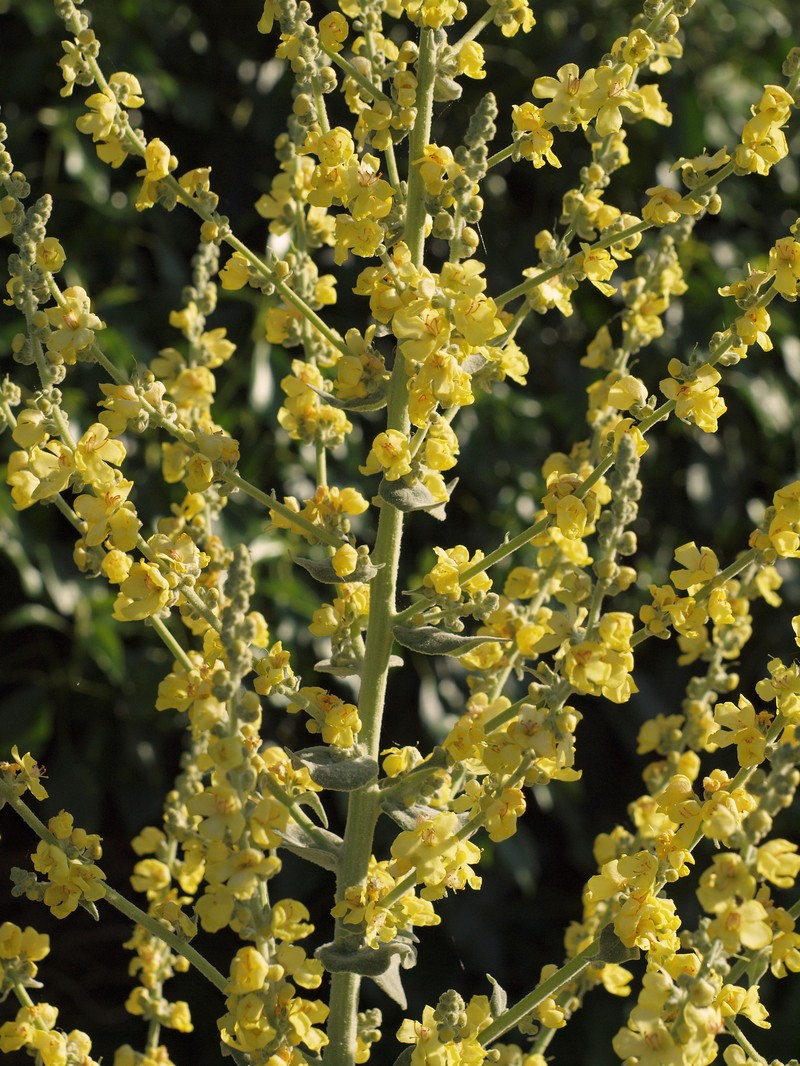 Broad-Leaf Mullein photo 2