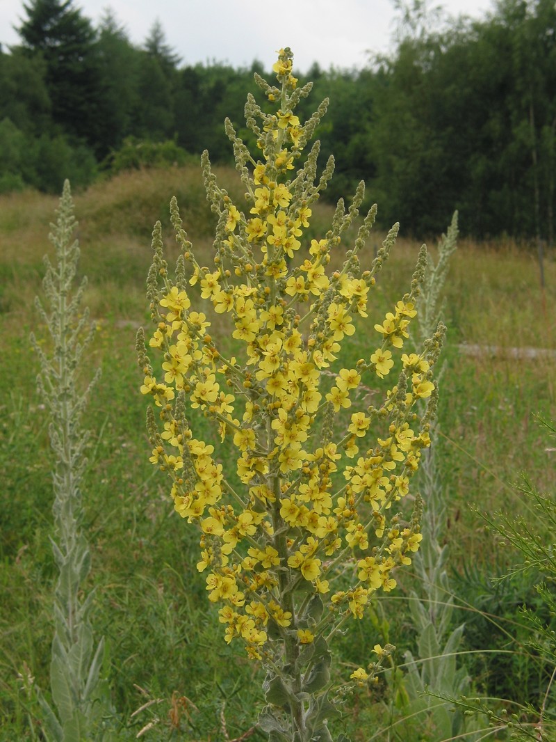 Broad-Leaf Mullein photo 3