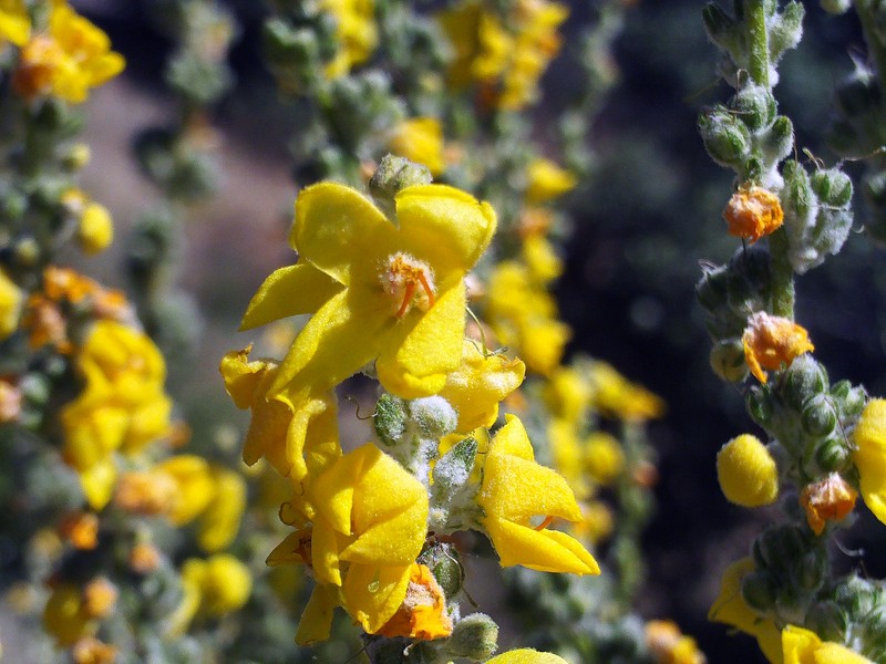 Broad-Leaf Mullein photo 4