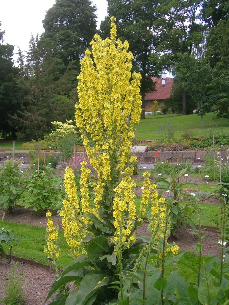 Verbascum pyramidatum