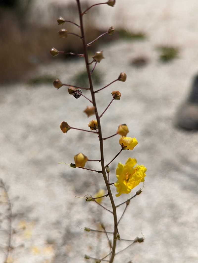 Verbascum pyroliforme subsp. dudleyanum