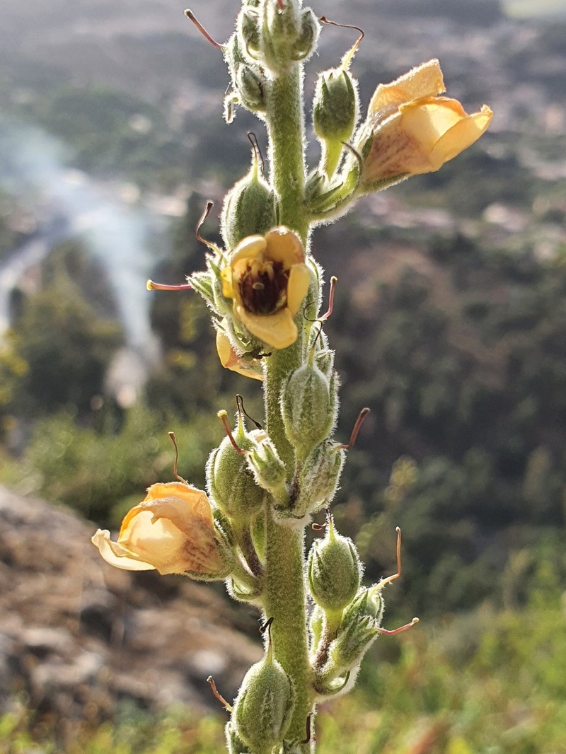 Verbascum rotundifolium subsp. rotundifolium