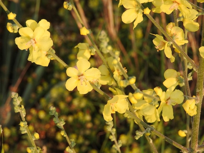 Verbascum salicifolium