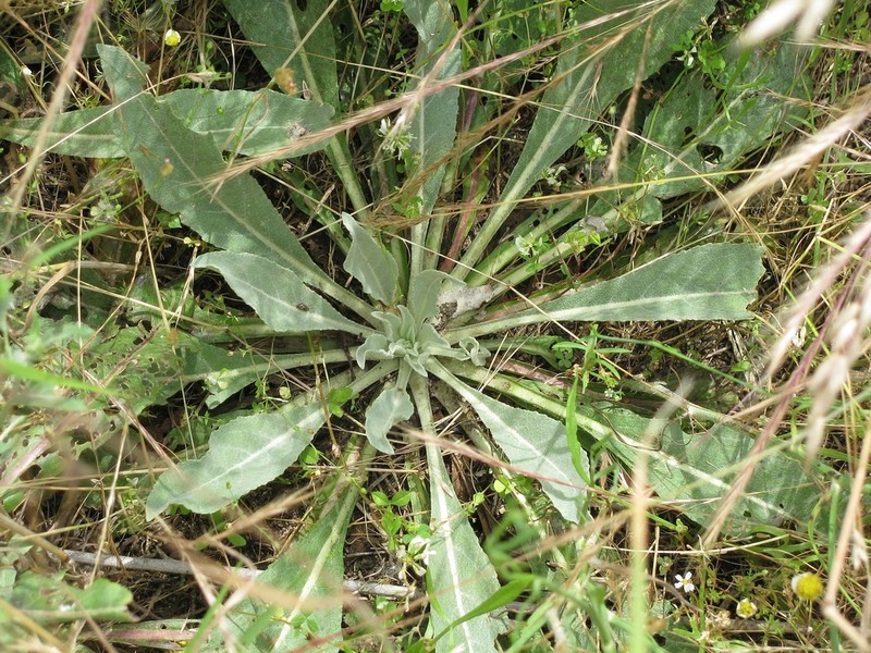 Verbascum salicifolium photo 2