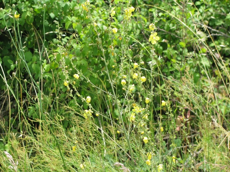 Verbascum salicifolium photo 3