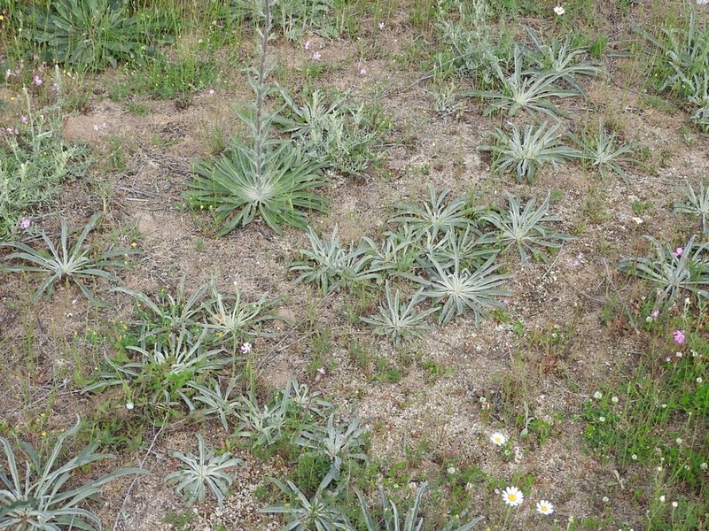Verbascum salicifolium photo 4