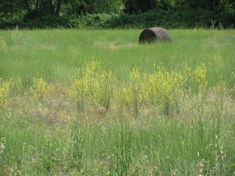 Verbascum salicifolium photo 5