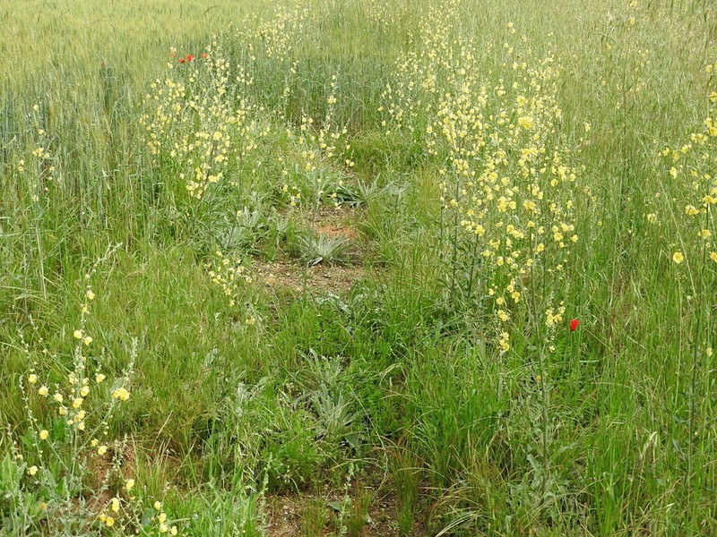 Verbascum salicifolium photo 6