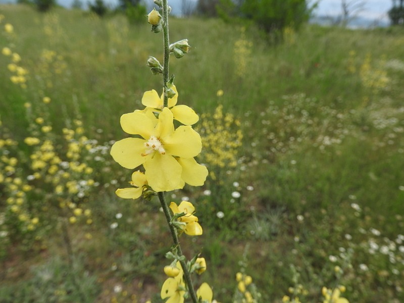 Verbascum salicifolium photo 8