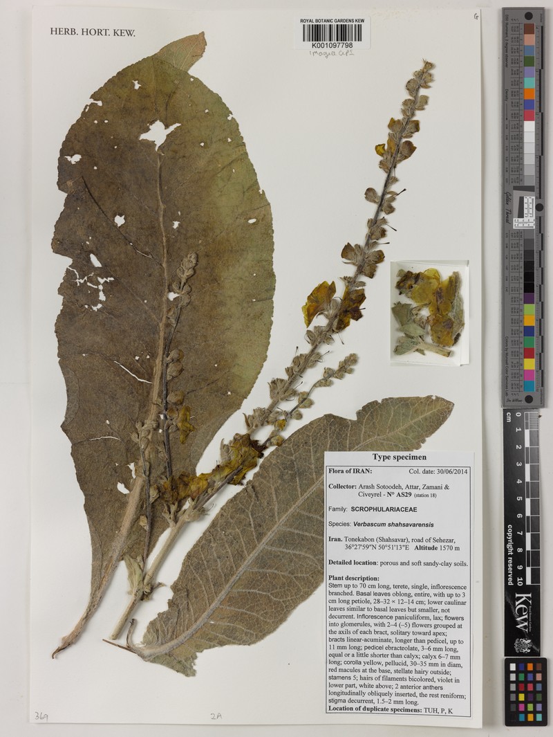 Verbascum shahsavarensis