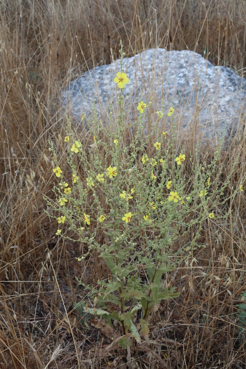 Wavyleaf Mullein photo 4