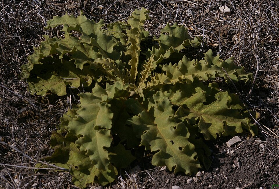 Wavyleaf Mullein photo 5