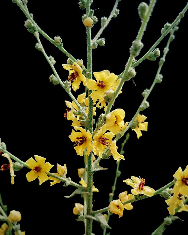 Wavyleaf Mullein photo 6