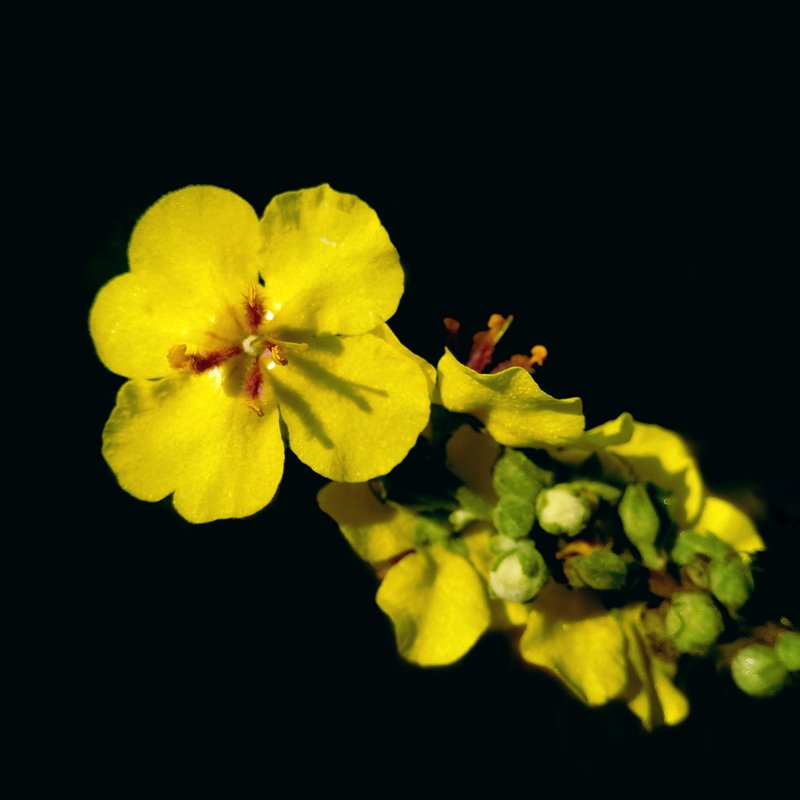 Wavyleaf Mullein photo 7