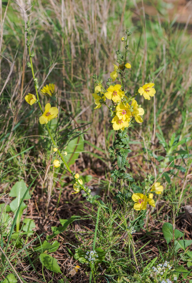 Wavyleaf Mullein photo 2