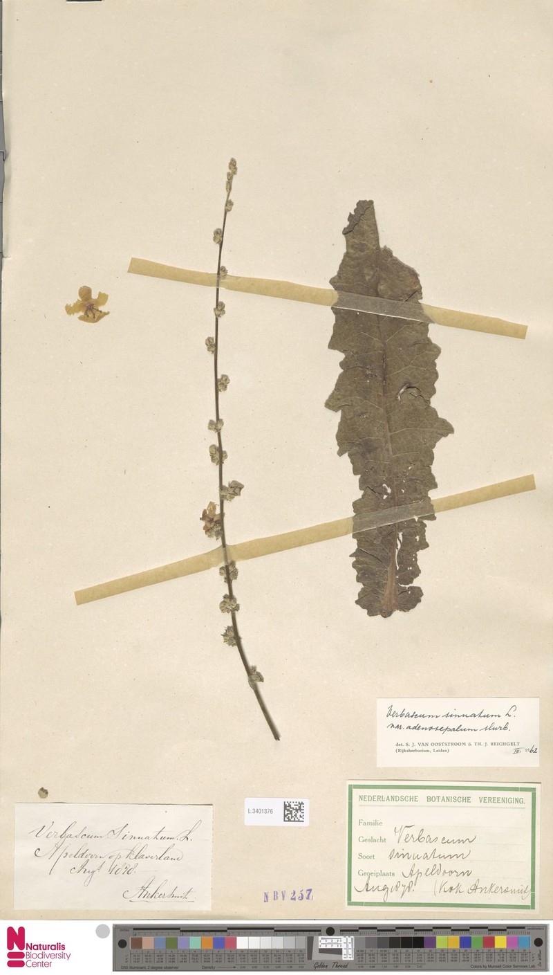 Verbascum sinuatum var. adenosepalum