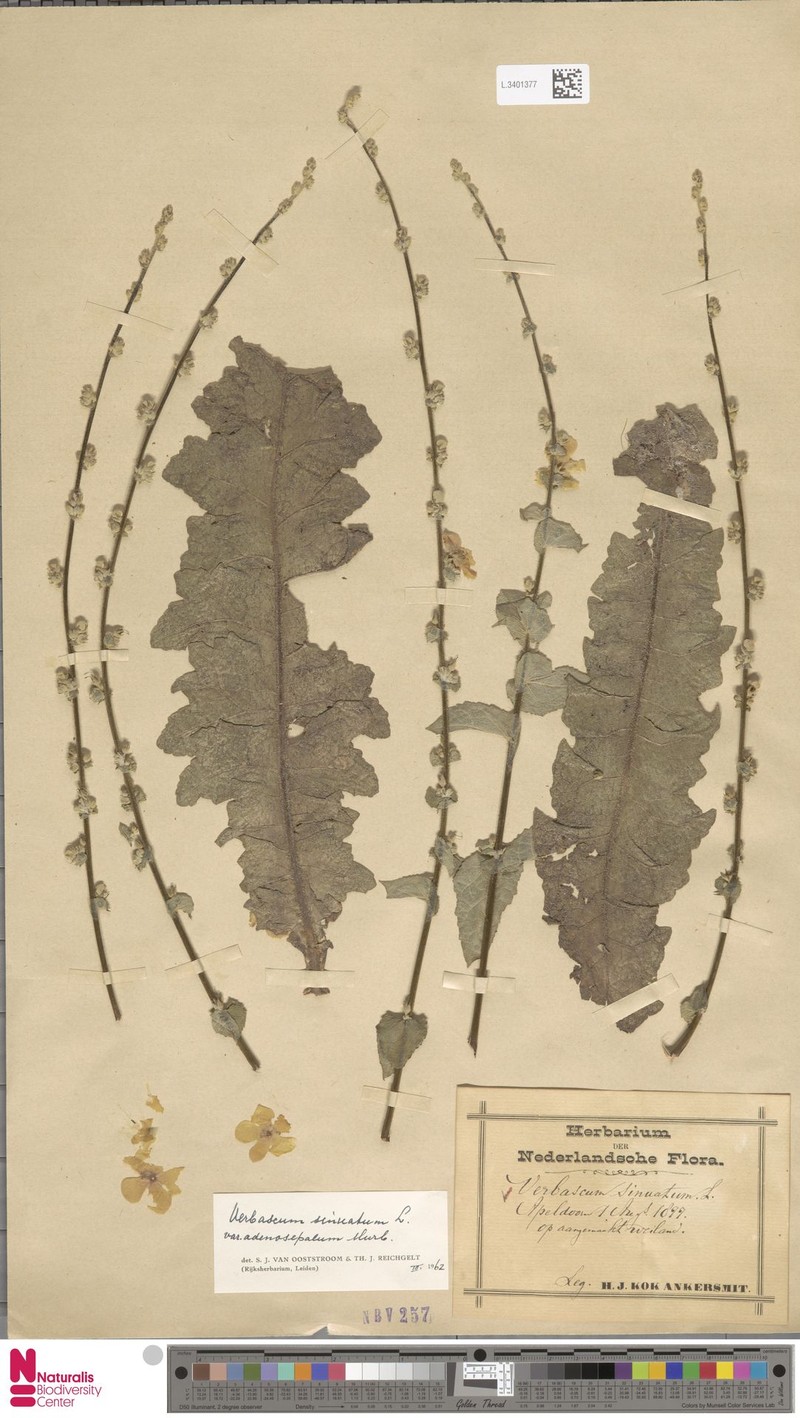 Verbascum sinuatum var. adenosepalum photo 2