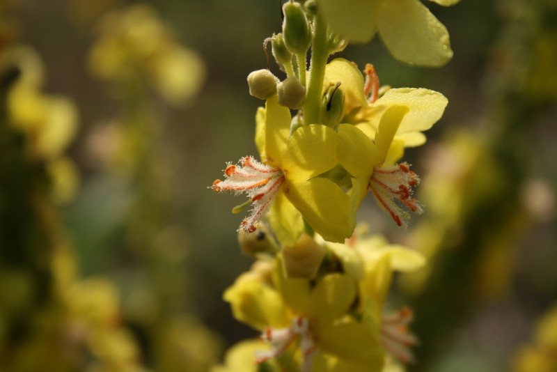 Showy Mullein