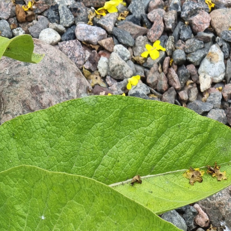 Showy Mullein photo 5