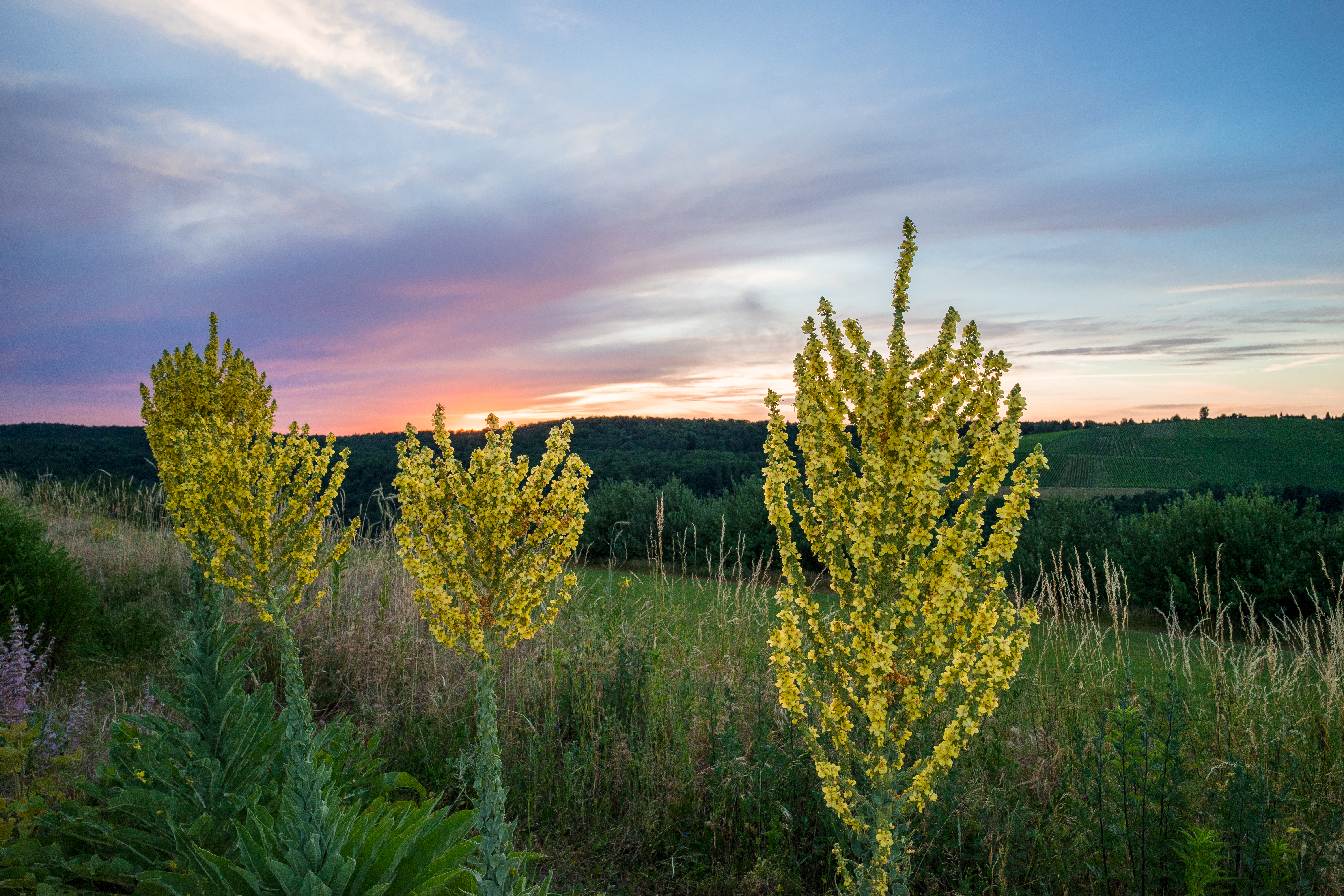 Showy Mullein photo 6