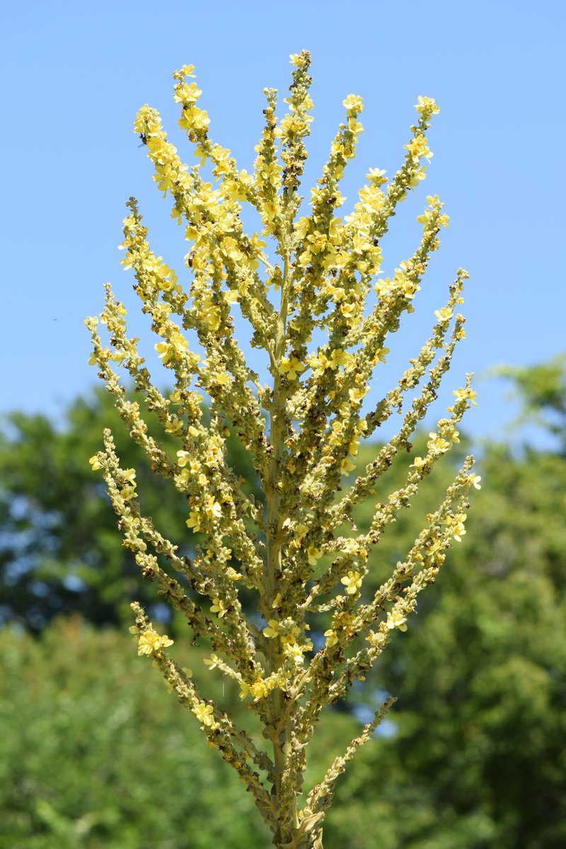 Showy Mullein photo 7