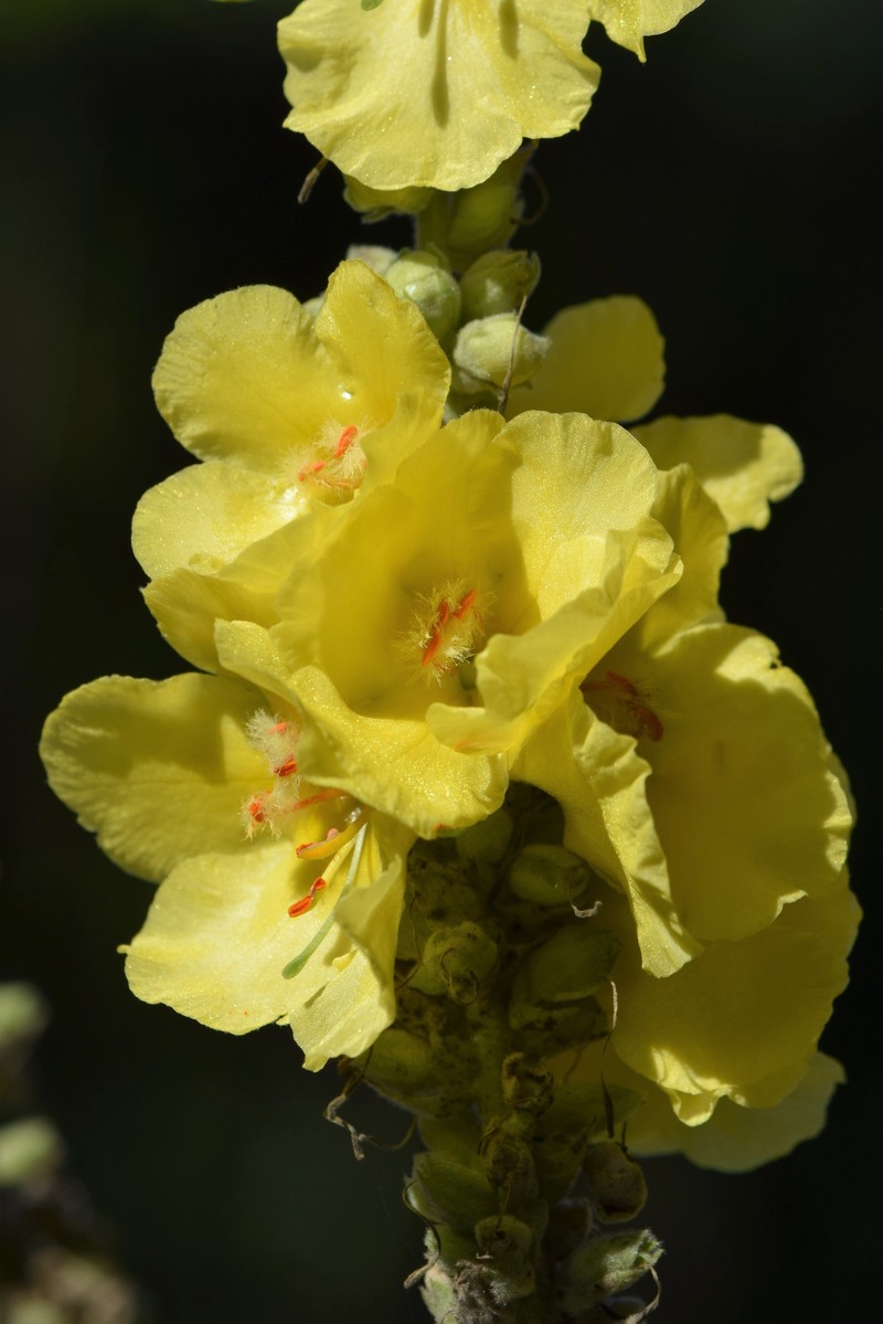 Showy Mullein photo 2