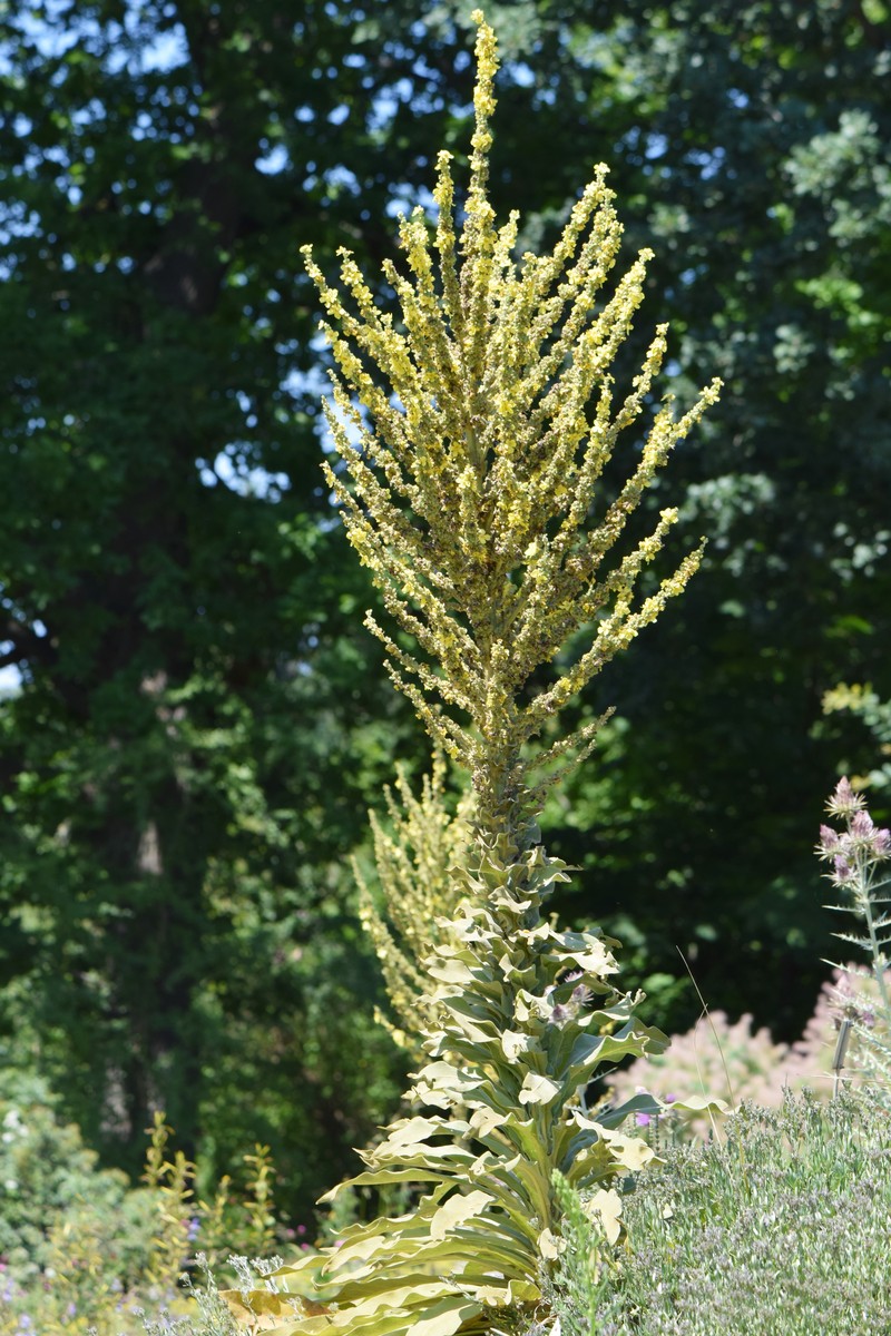 Showy Mullein photo 3