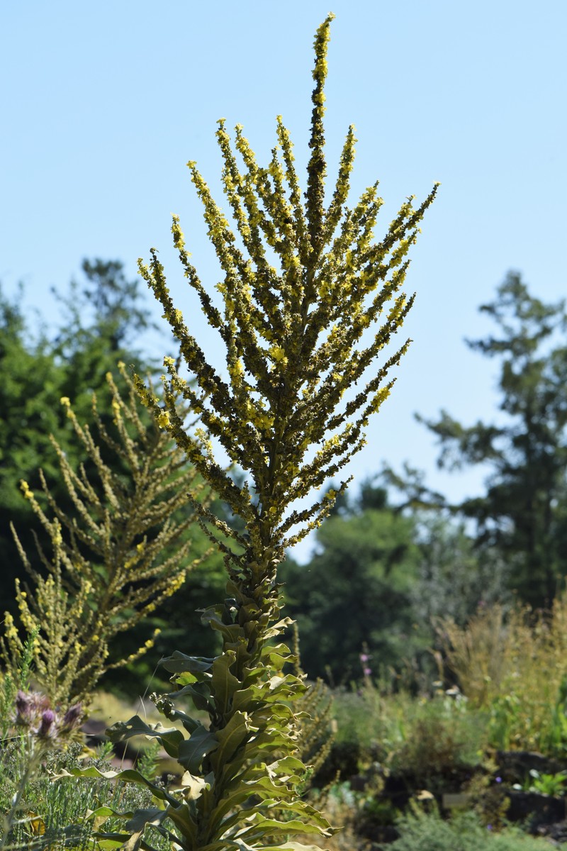 Showy Mullein photo 4