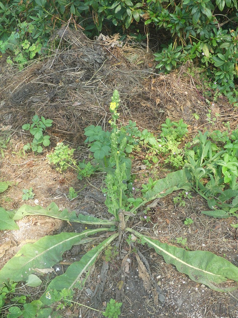 Verbascum speciosum subsp. speciosum