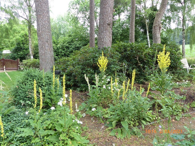 Verbascum speciosum subsp. speciosum photo 2