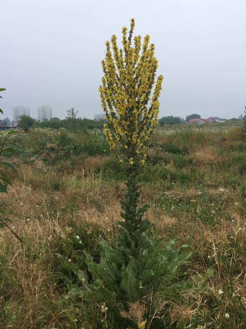 Verbascum speciosum subsp. speciosum photo 3