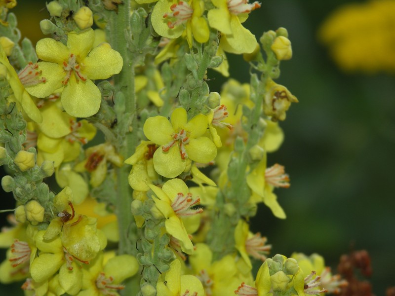 Verbascum speciosum subsp. speciosum photo 4