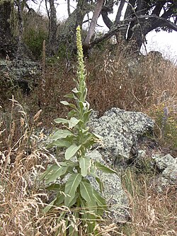 Common Mullein