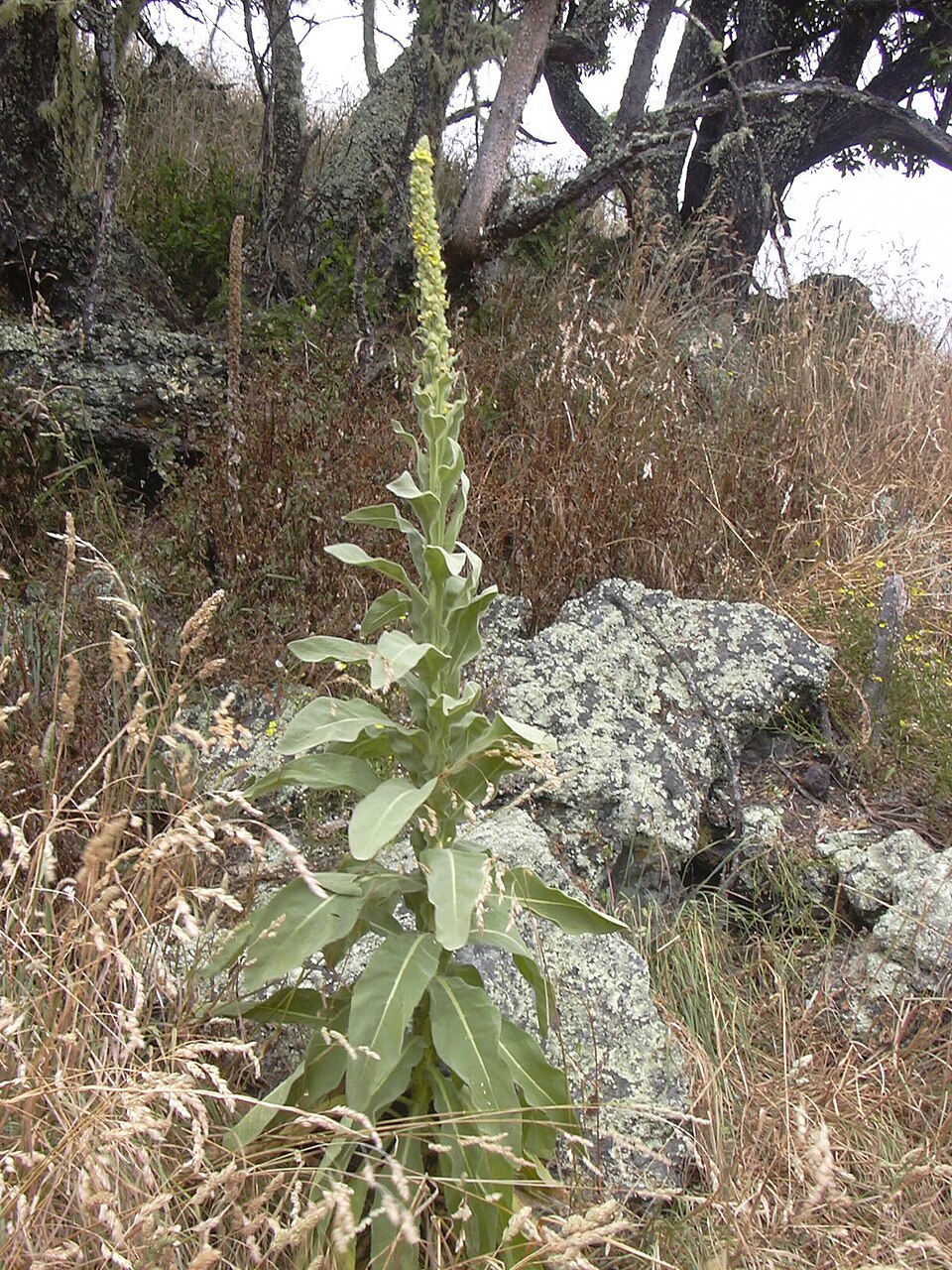 Common Mullein