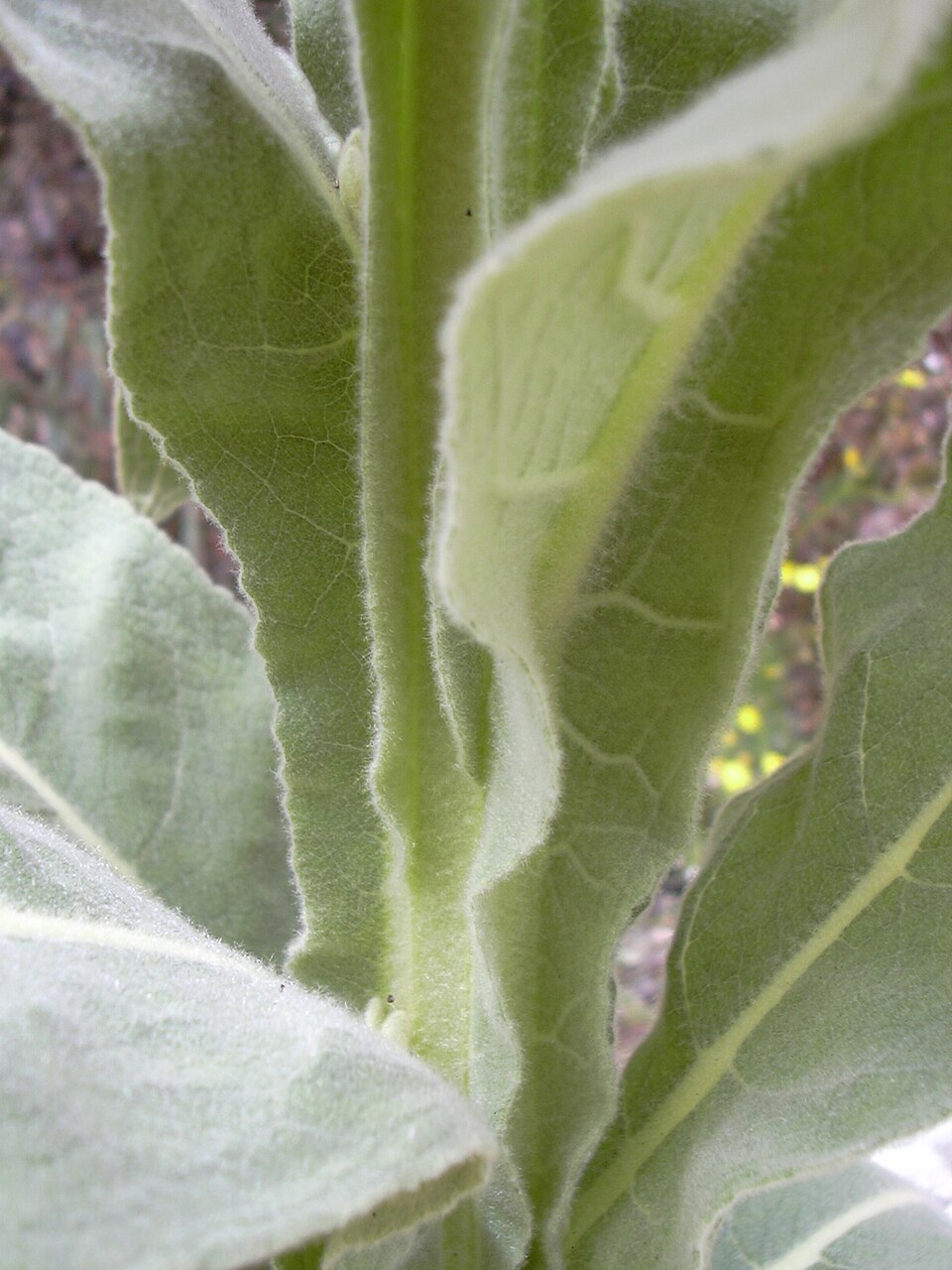 Common Mullein photo 3