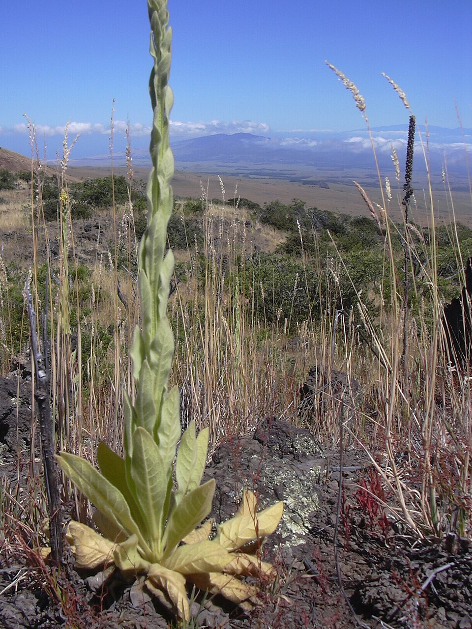Common Mullein photo 4
