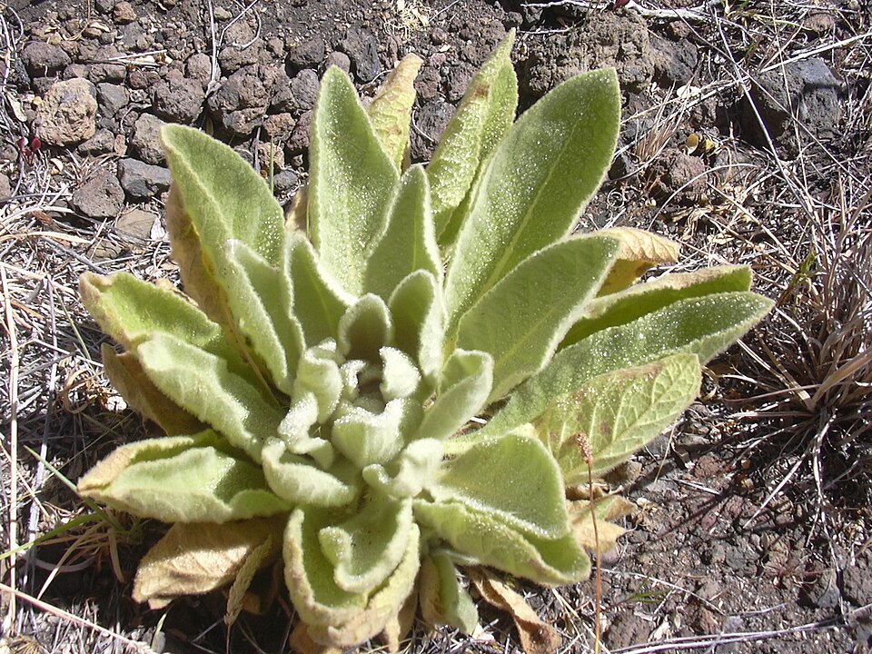 Common Mullein photo 5