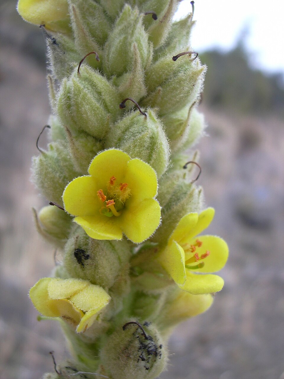 Common Mullein photo 6
