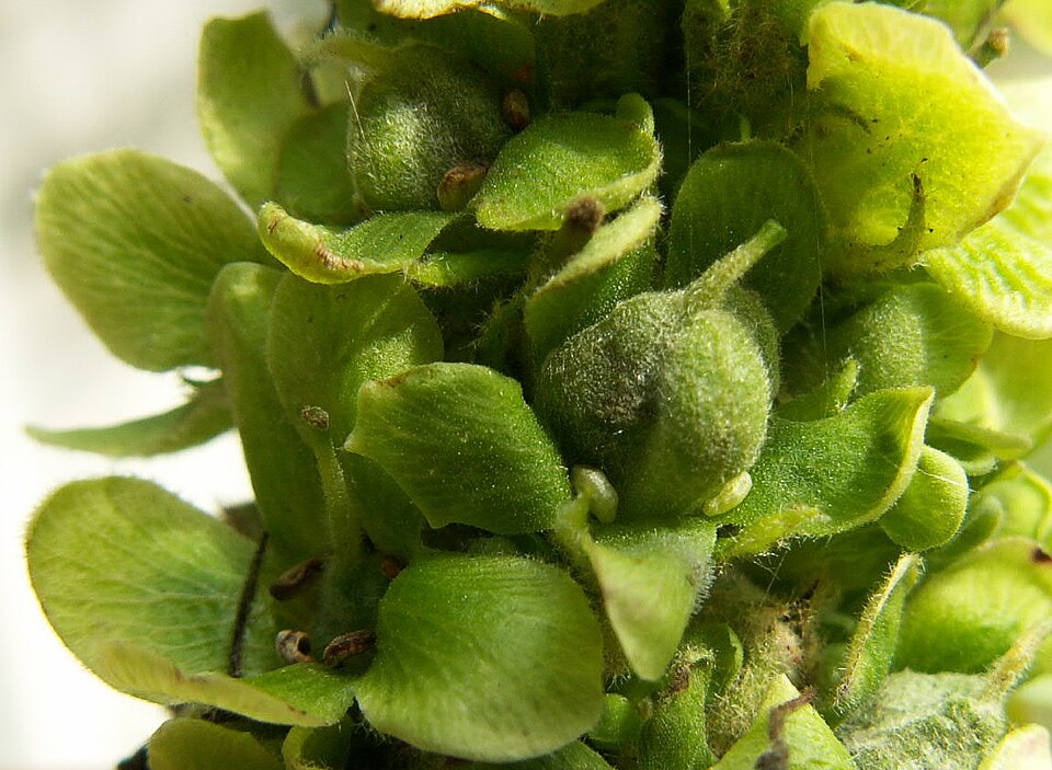 Common Mullein photo 8