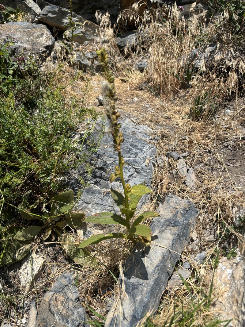 Verbascum thapsus subsp. montanum
