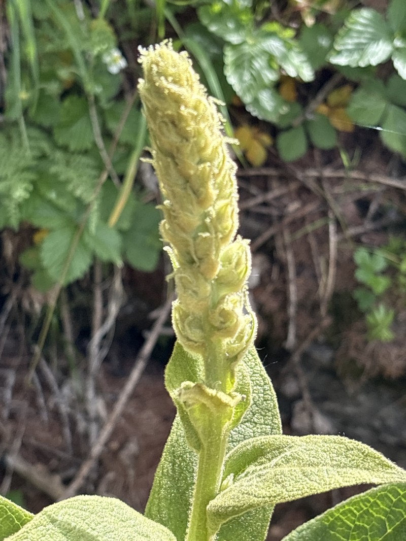 Verbascum thapsus subsp. montanum photo 2