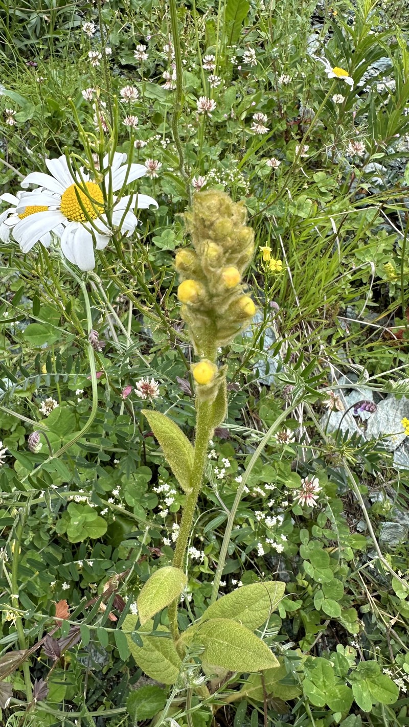 Verbascum thapsus subsp. montanum photo 3