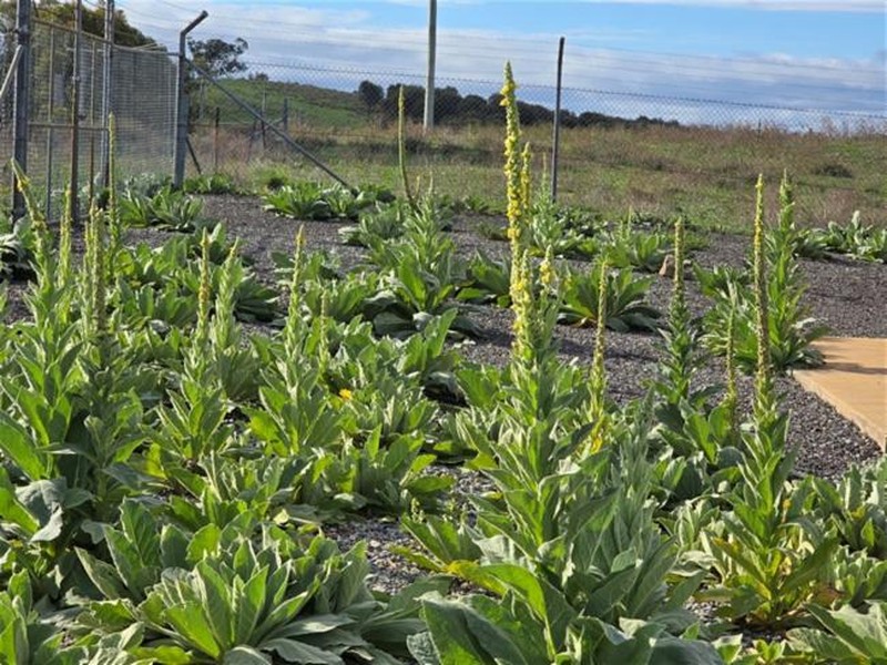 Verbascum thapsus subsp. thapsus