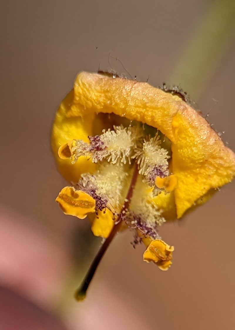 Verbascum trapifolium var. flabellifolium photo 2